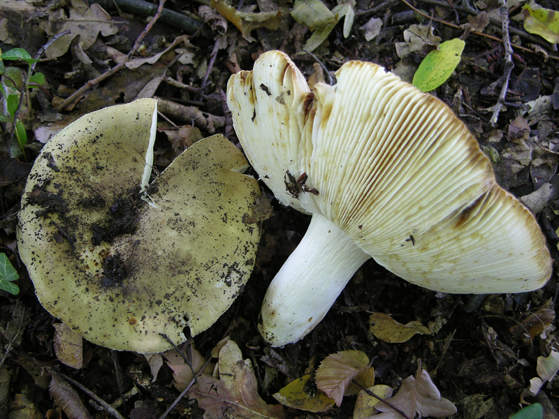 Russulaceae di oggi.